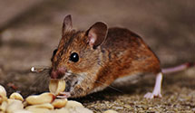 24 Hour & Emergency Exterminators in Quincy, IL